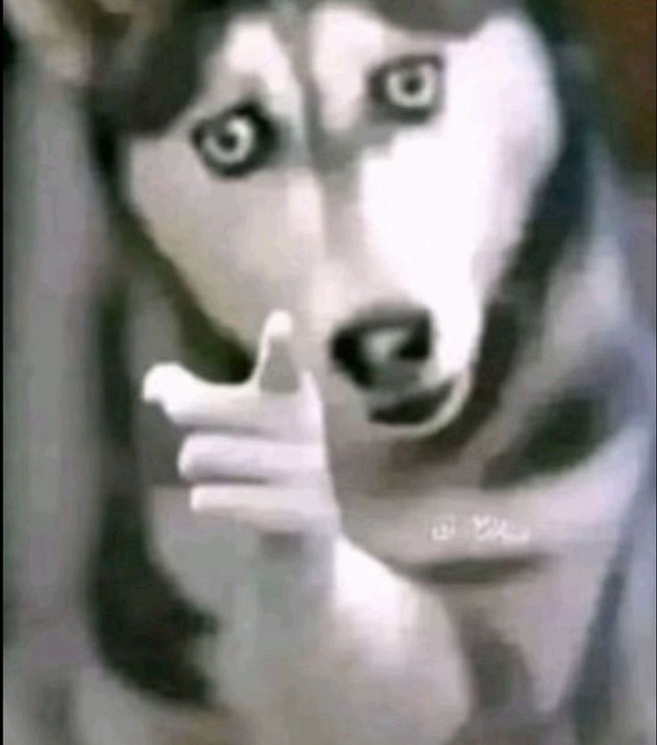 MintFox's avatar