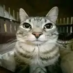Krimio24