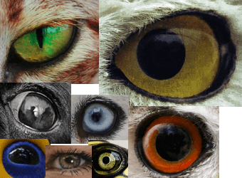 A collage of eyes from different creatures