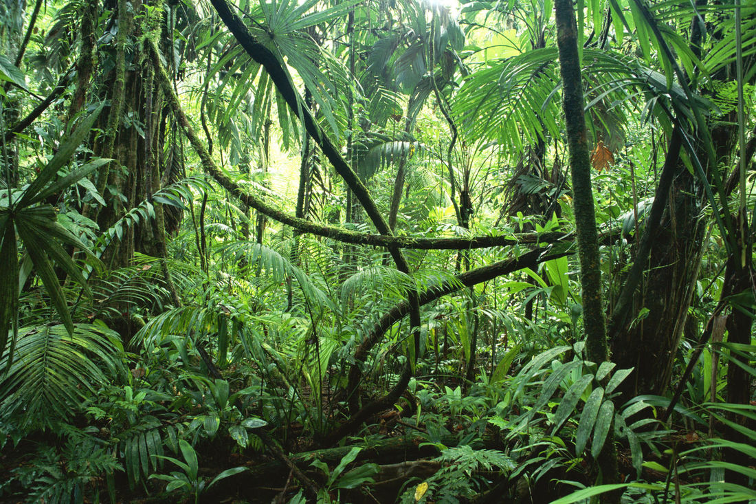 Natural-Jungle-Photo.jpg