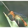 Ichneumon