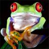 Cambo_frog