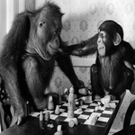 The playing monkeys.